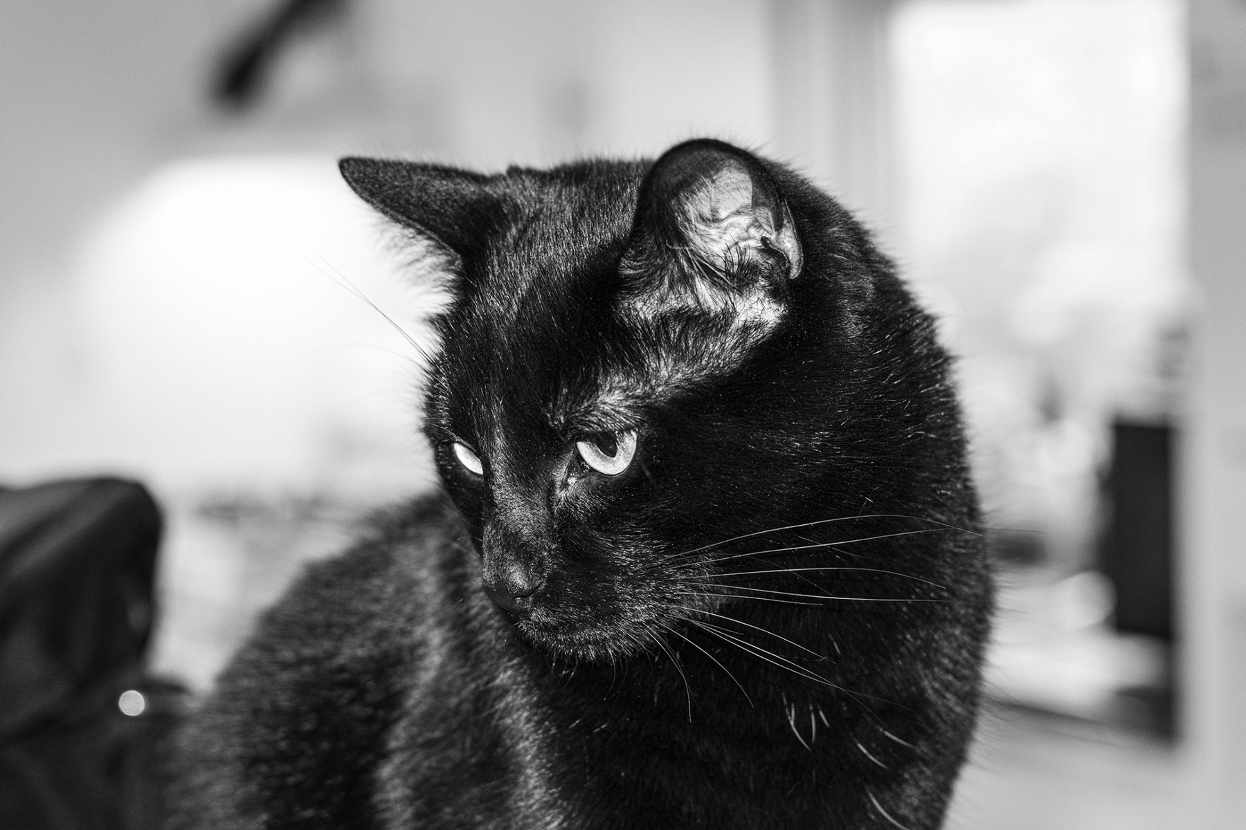 Black and white portrait of a black cat