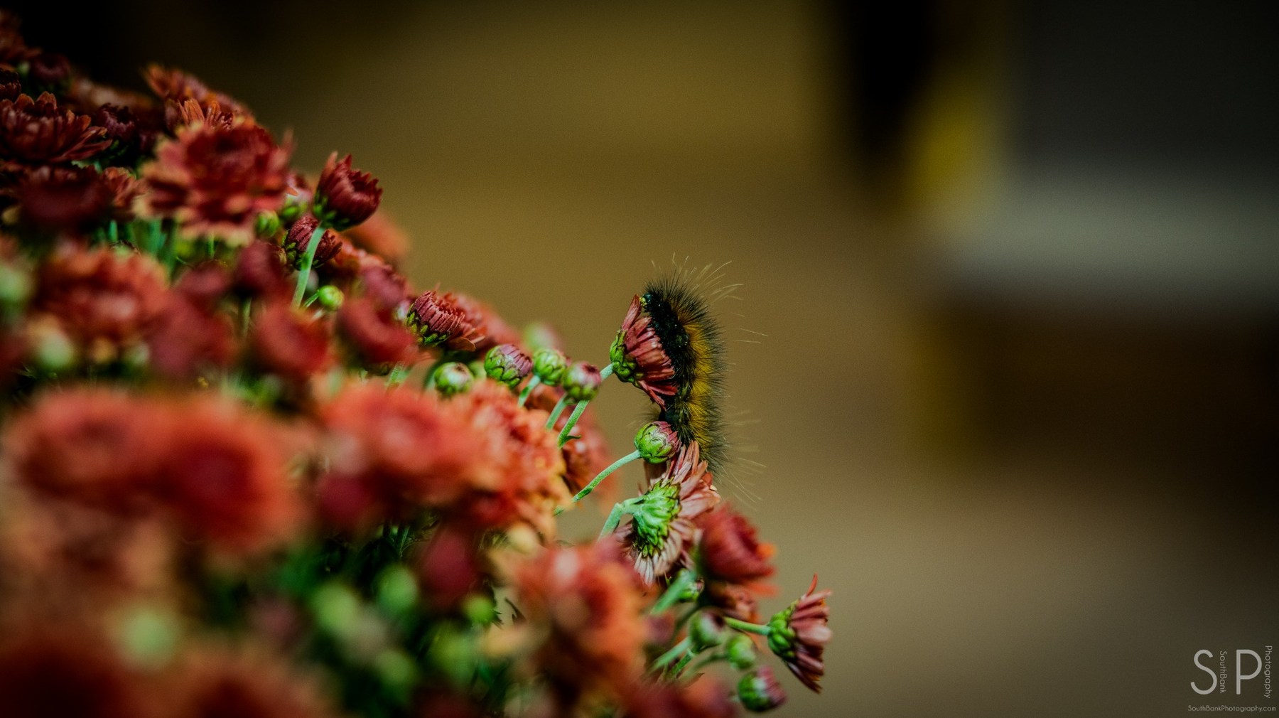 Close-up photograph of a caterpillar resting on flowers